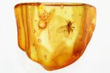 Detailed Fossil Dance Fly (Hybotidae) In Baltic Amber #330695-1